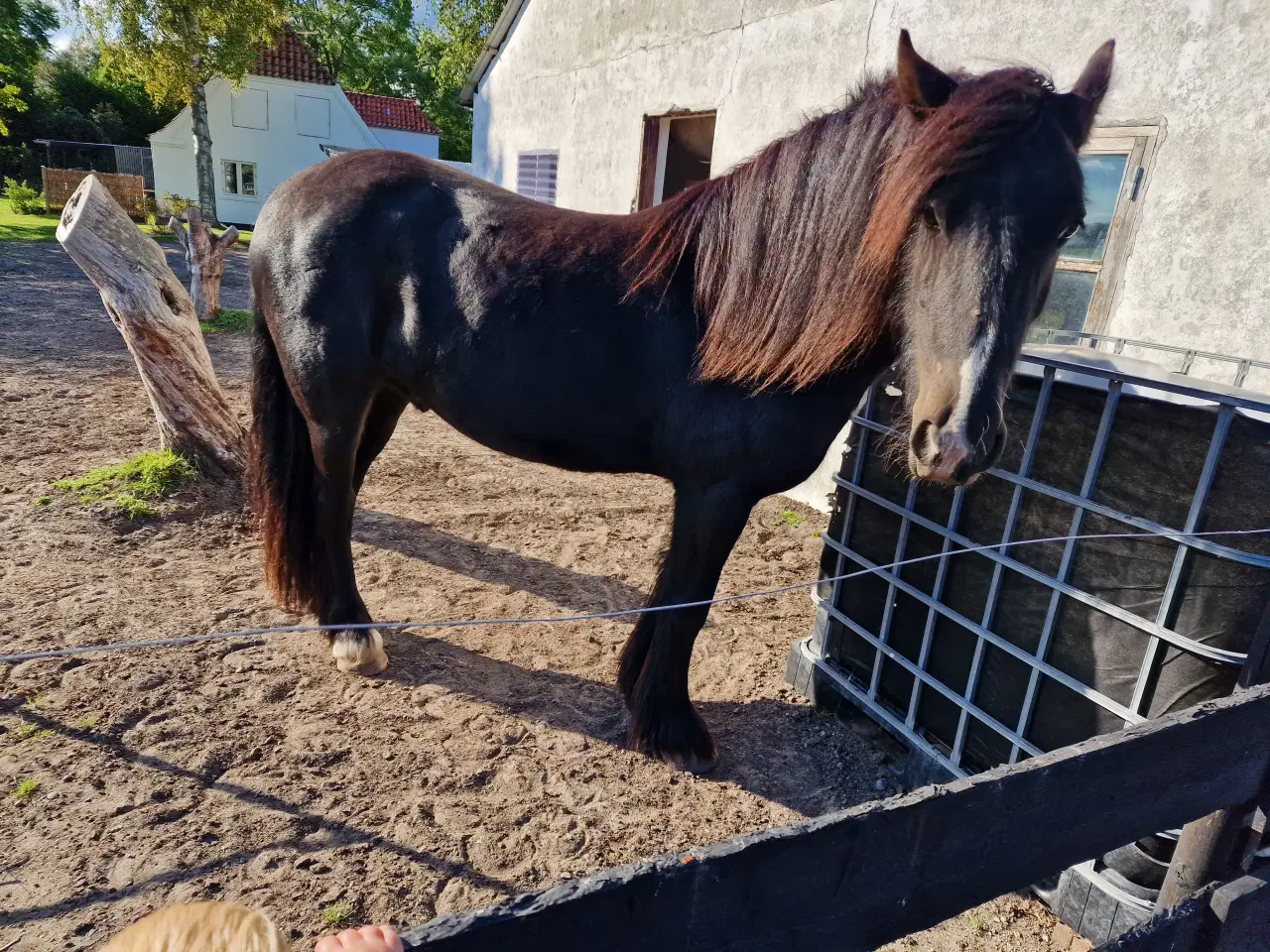 Billede 1 - Frieser/Irish Cob Vallak