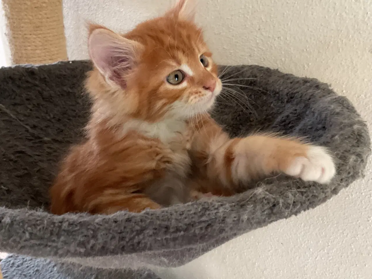 Billede 6 - Maine coon killinger