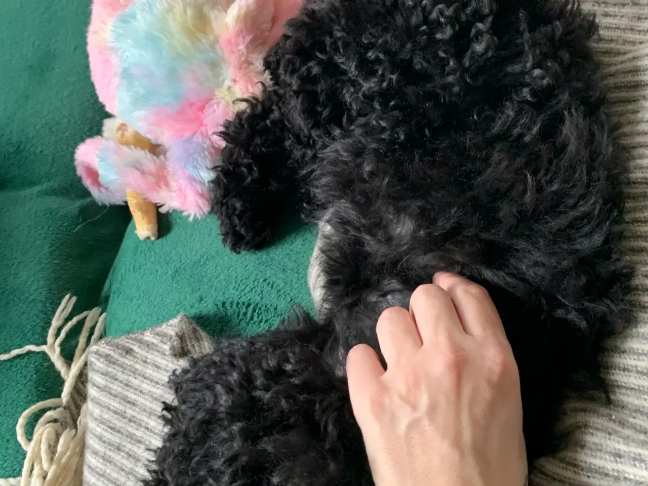 Billede 2 - Den sødeste puddelhvalp søger kærligt hjem