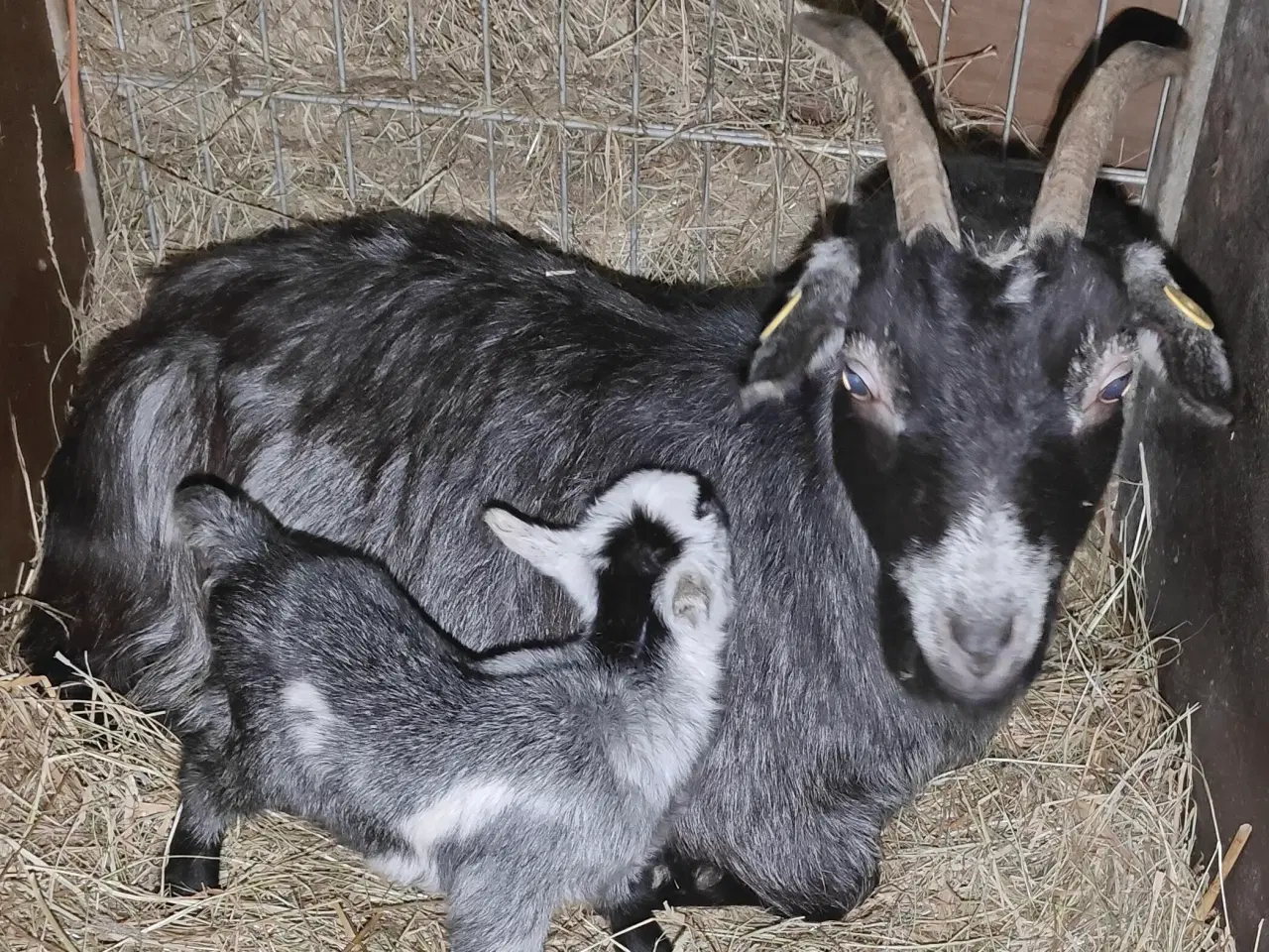 Billede 1 - Gedemor og bukkekid