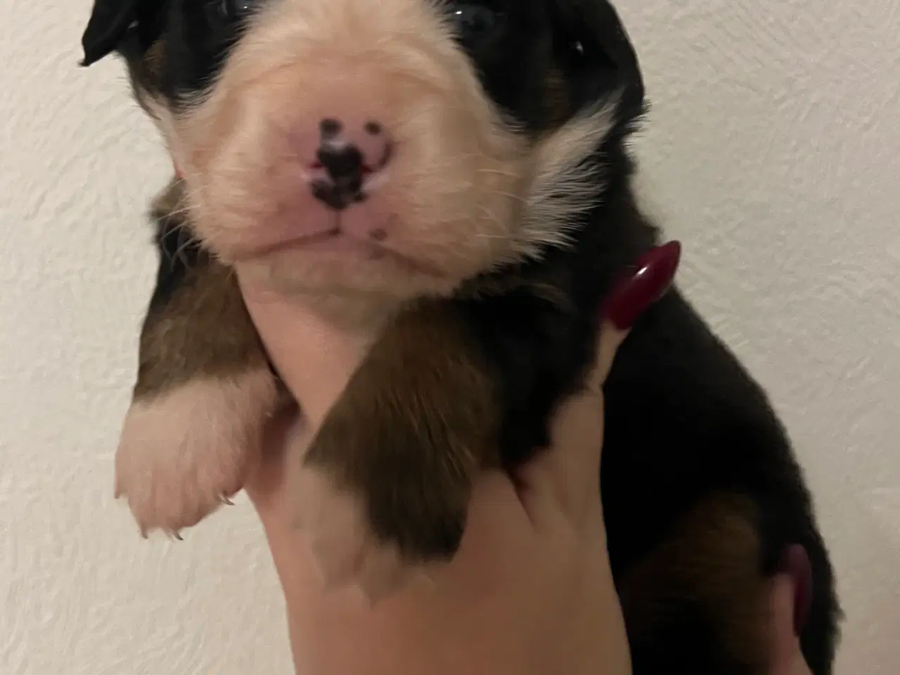 Billede 2 - 🐶 Smukke Mini Berner Sennen hvalpe 🐶 