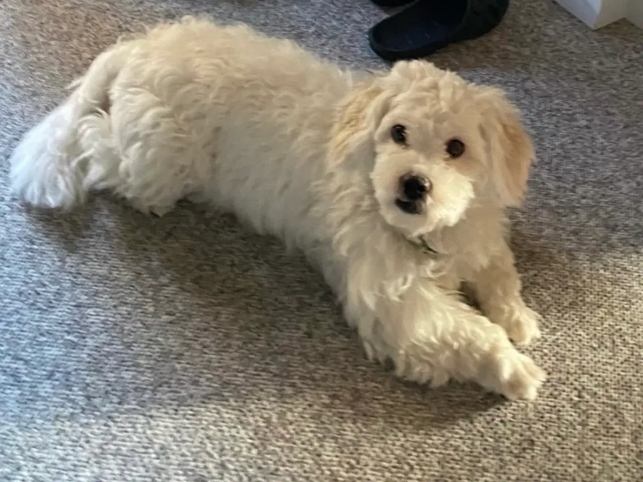 Billede 12 - Bomuldshunde - Havatons 