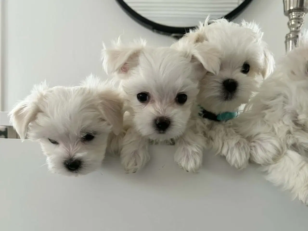 Billede 5 - Malteser 8 uger