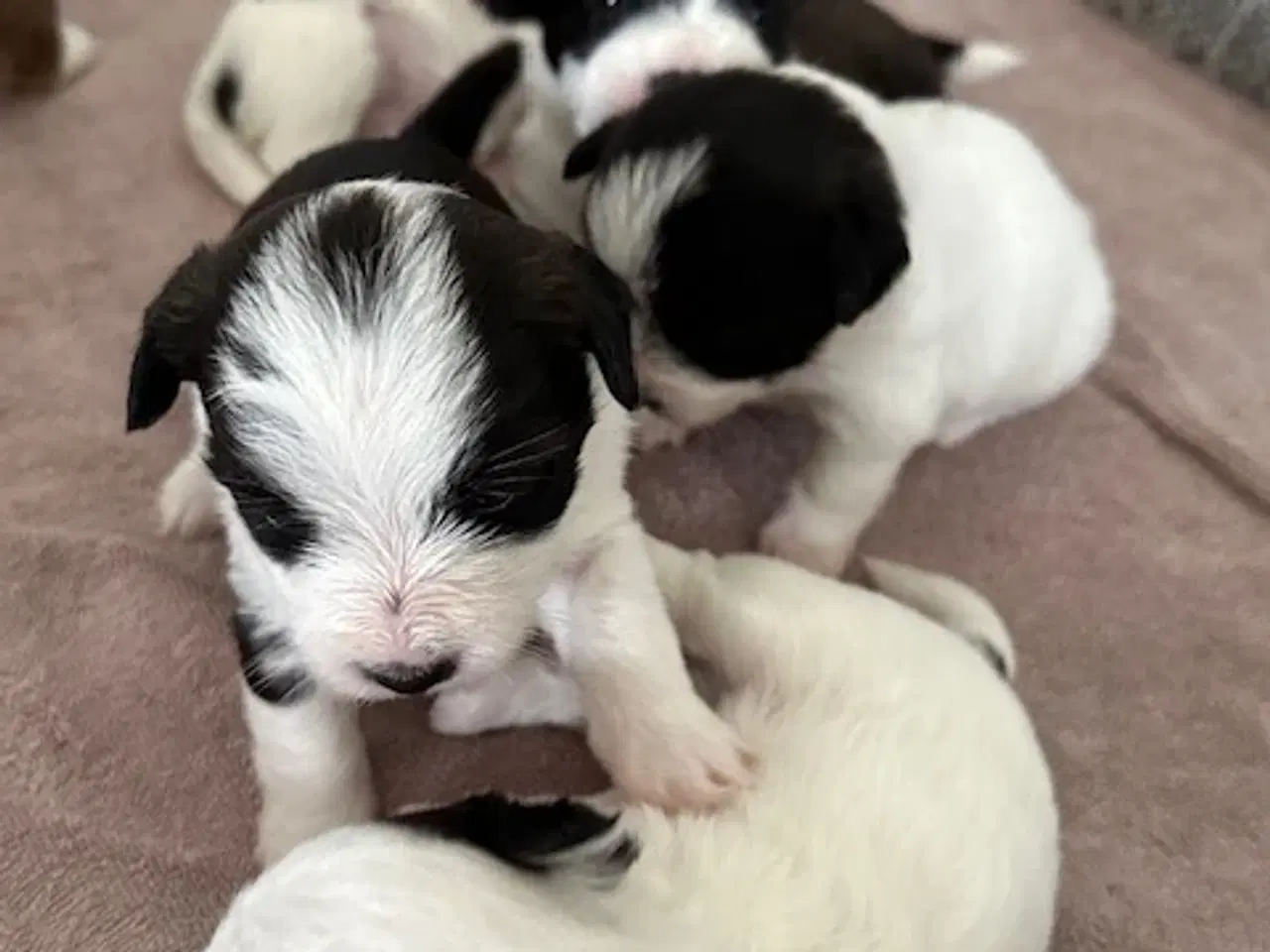 Billede 8 - Bichon Havanais-Jack Russel hvalpe