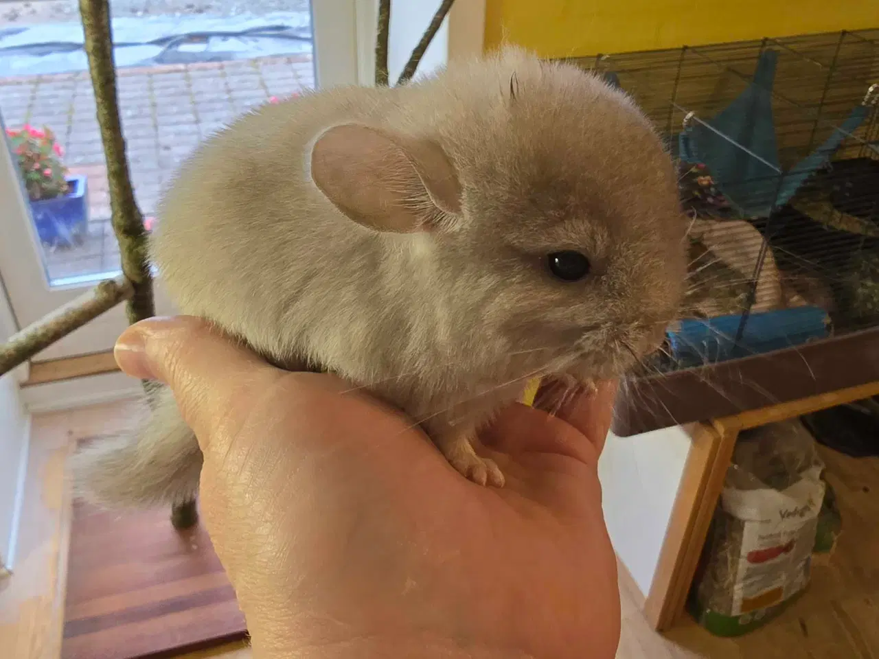 Billede 4 - Chinchilla unge
