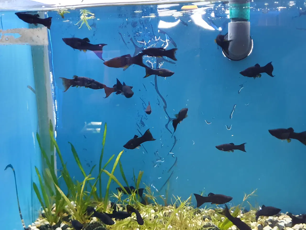 Billede 7 - 🖤🐠 SORTE MOLLY TIL SALG 🐠🖤