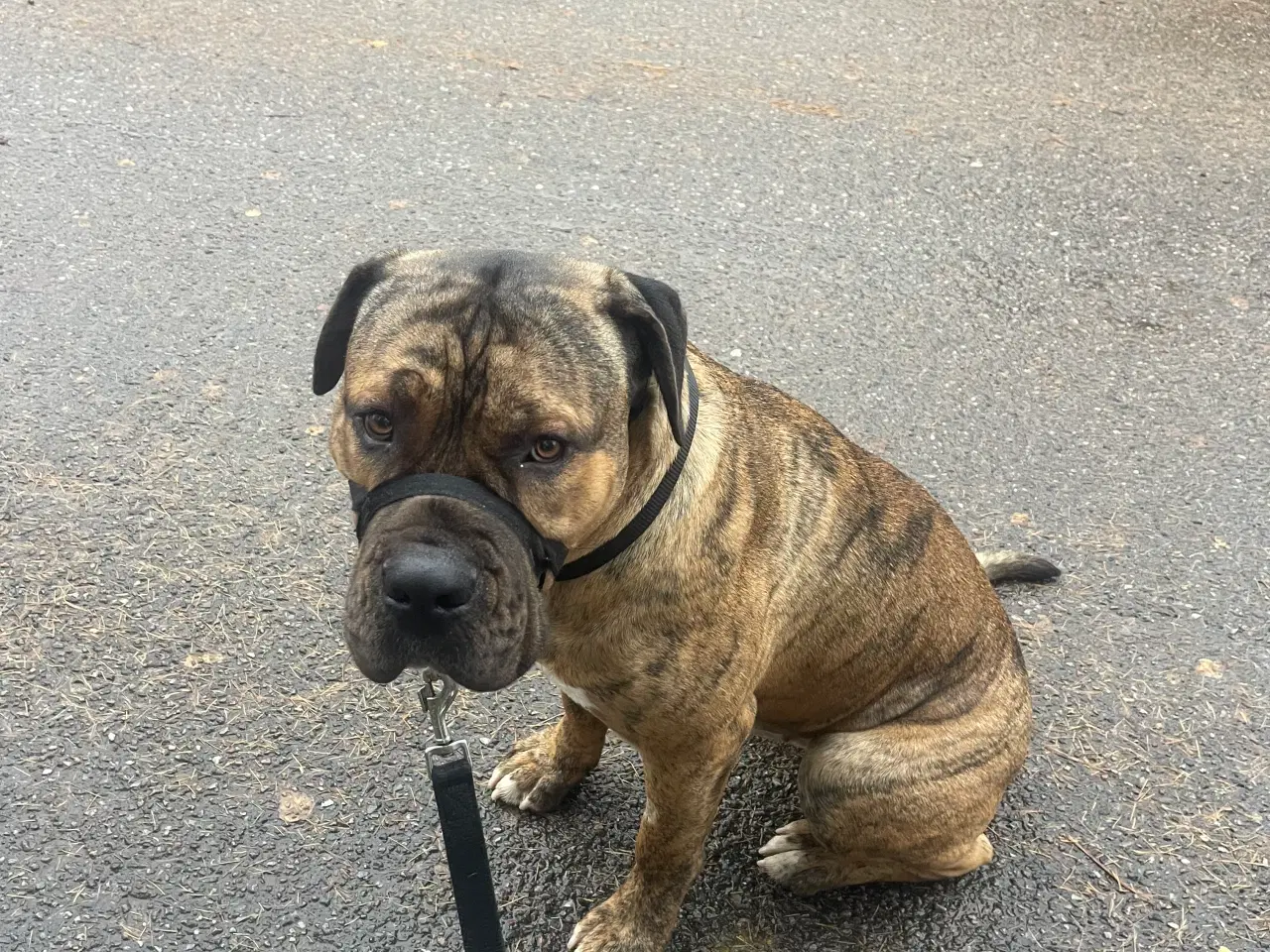 Billede 1 - Må jeg holde jul hos dig 🐕🐶