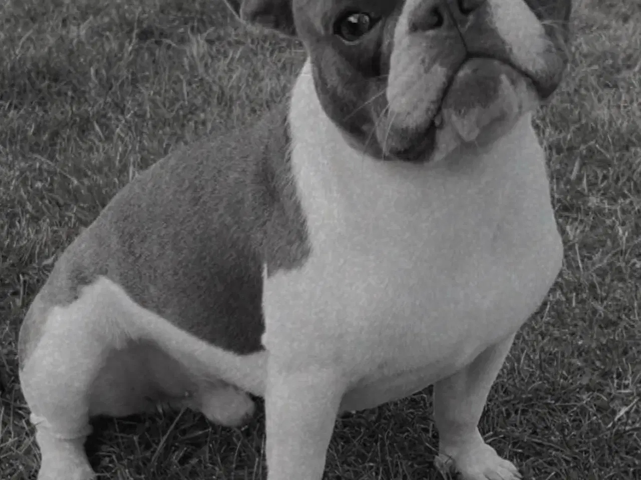 Billede 4 - Fransk bulldog 
