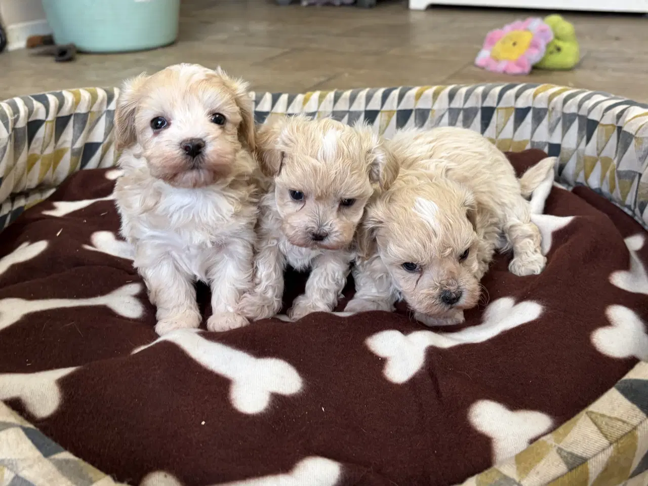 Billede 13 - Mini Maltipoo babyer 