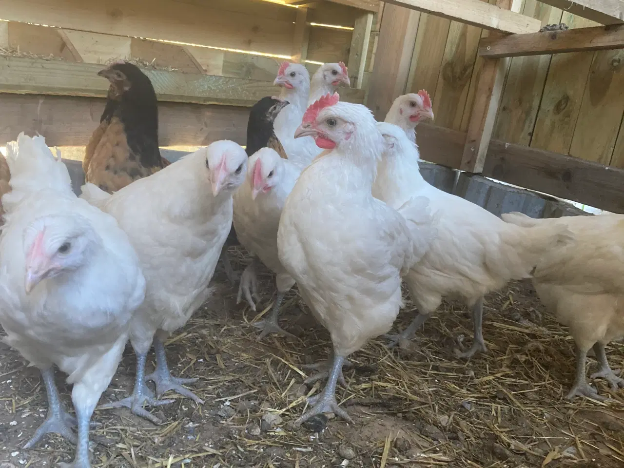 Billede 2 - 9 uge gammele kyllinger 