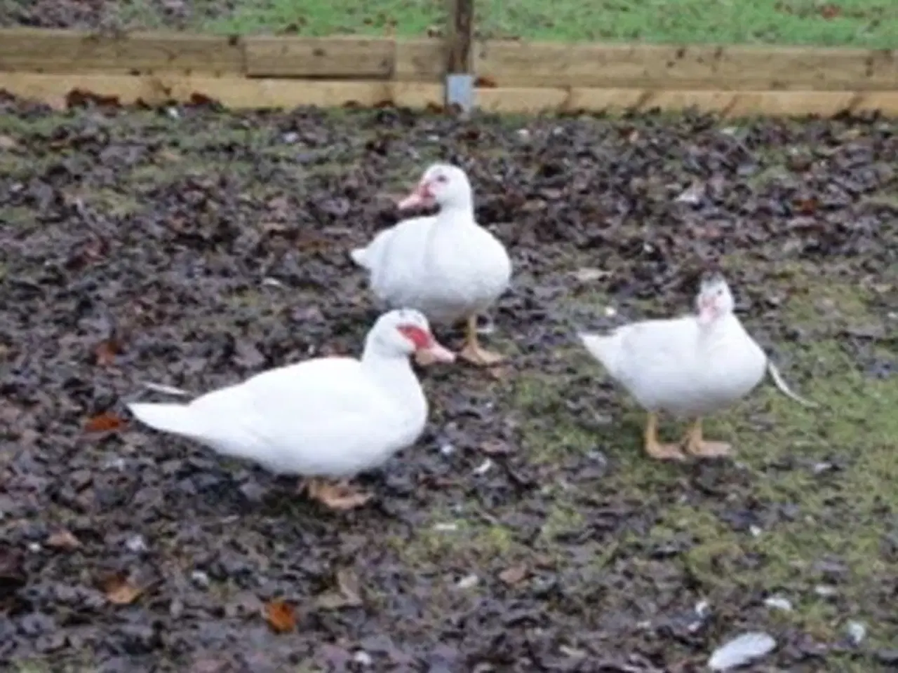 Billede 2 - Moskus ænder