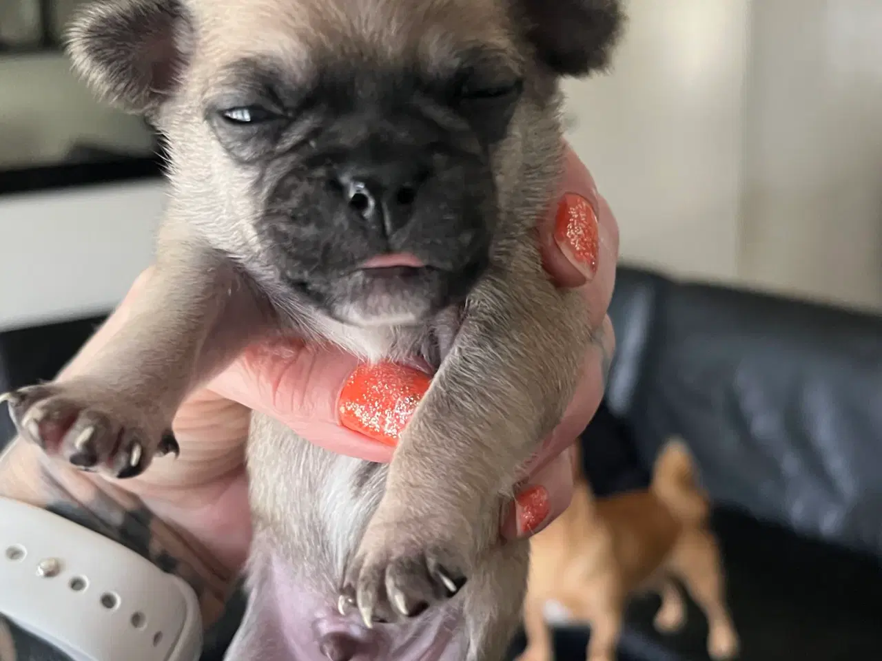 Billede 7 - Mops og malteser blanding 