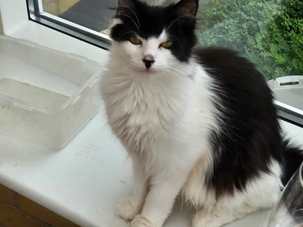 Billede 6 - Maine coon uden stamtavle 