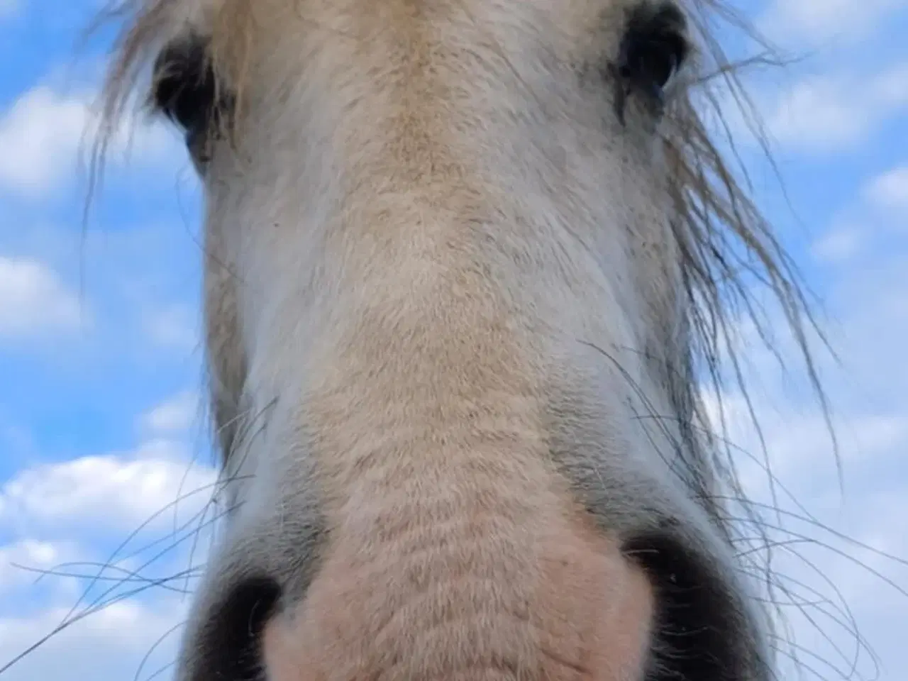 Billede 1 - Irish Cob hoppe 165cm