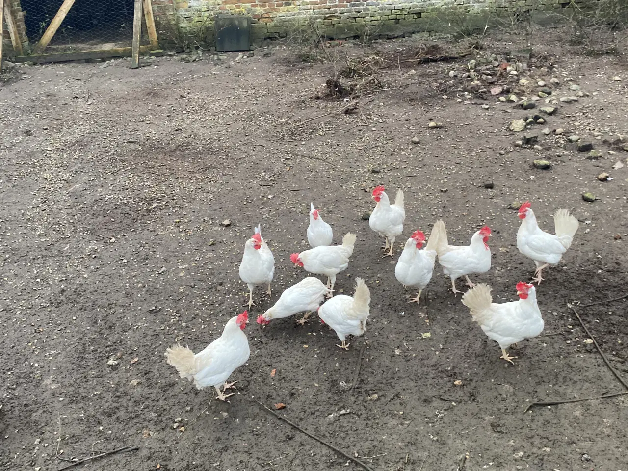 Billede 1 - Hvide italienere