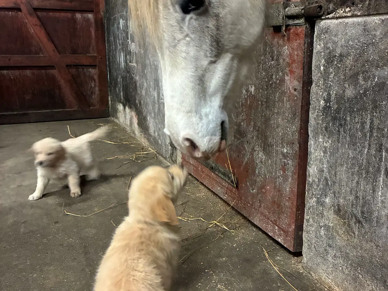 Billede 7 - Super skønne hvalpe klar til at rejse 