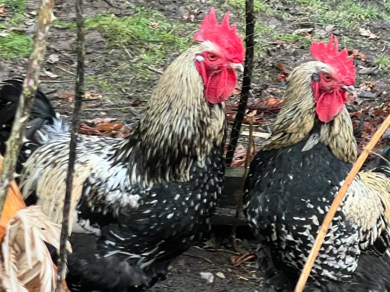 Billede 4 - Haner til salg