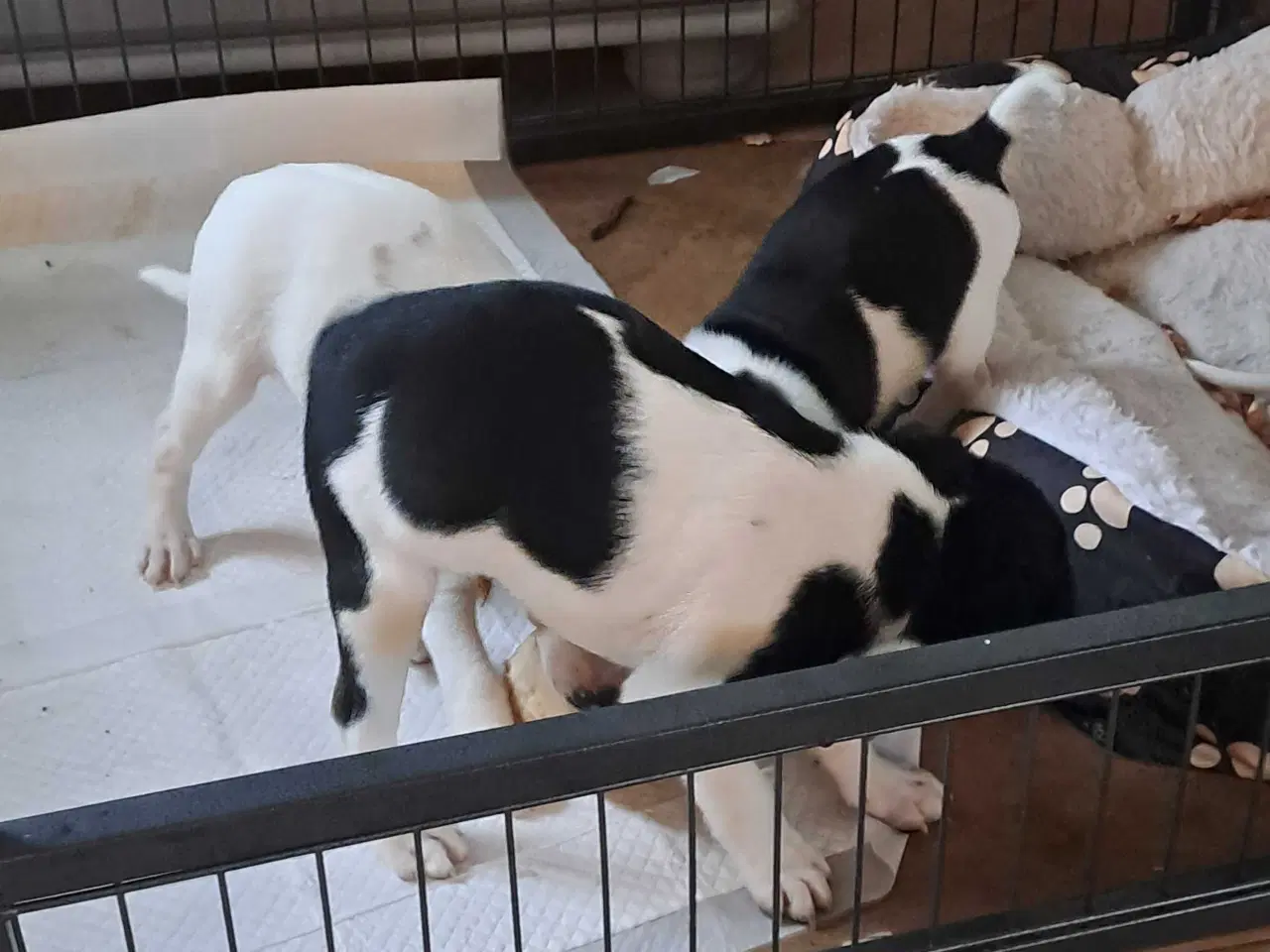 Billede 10 - Dansk svensk gårdhund hvalpe