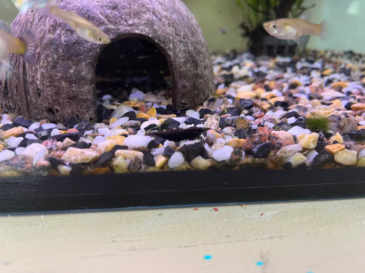 Billede 3 - Akvariefisk blandet guppy Molly sugemalle