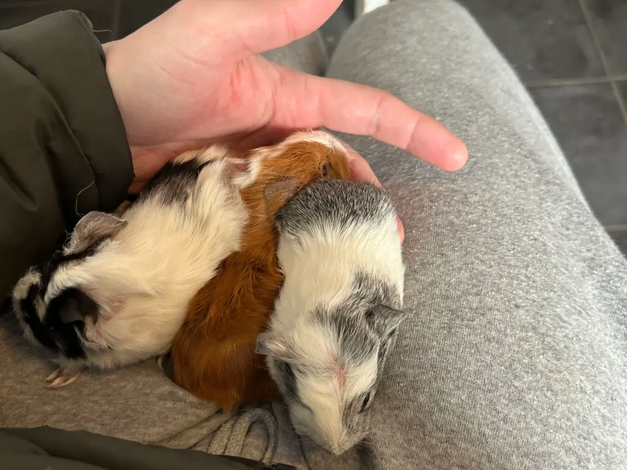 Billede 3 - Marsvine unger