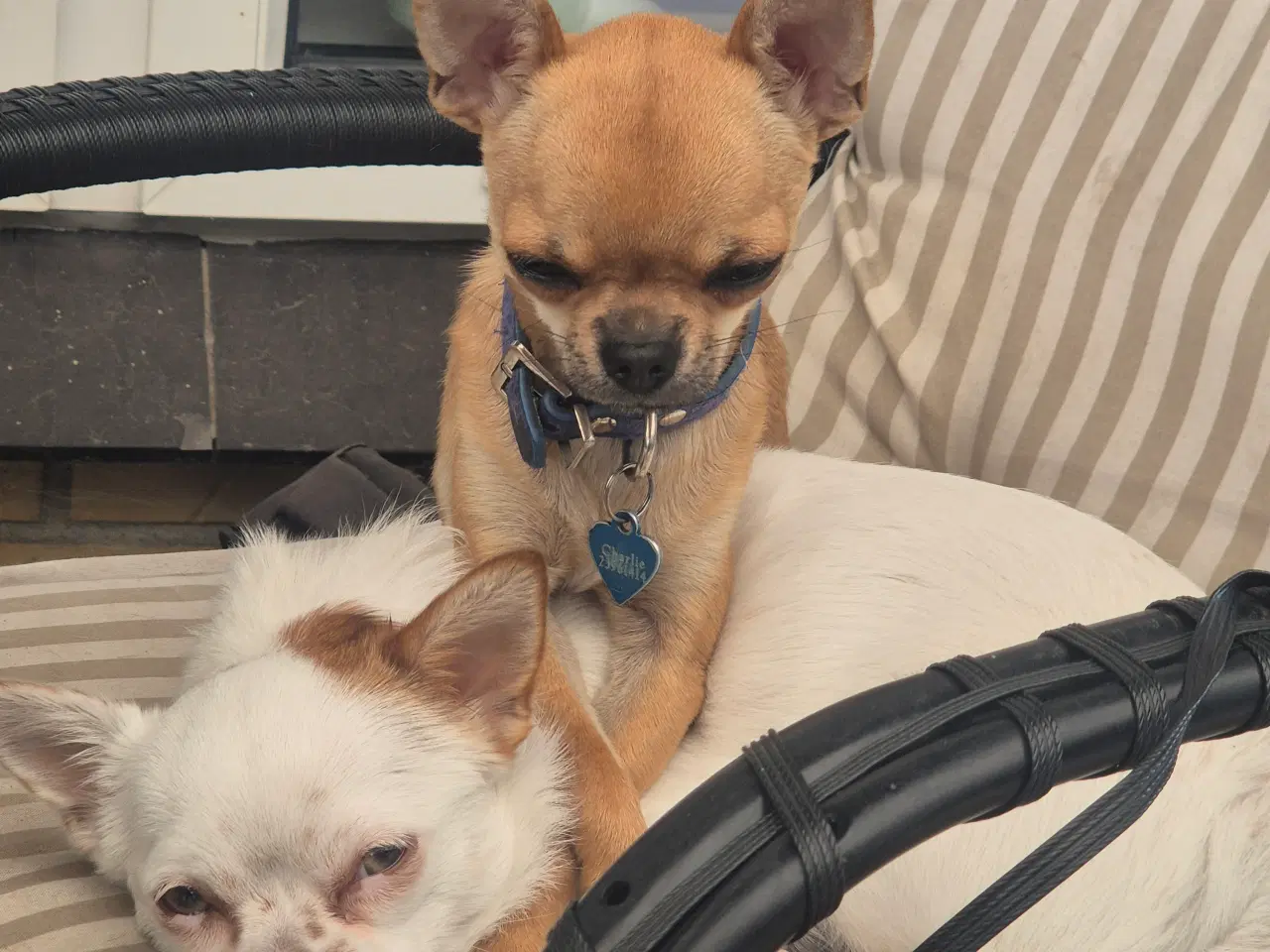 Billede 4 - Chihuahua hvalpe