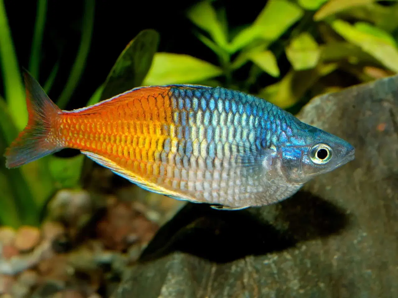 Billede 6 - Flotte akvariefisk