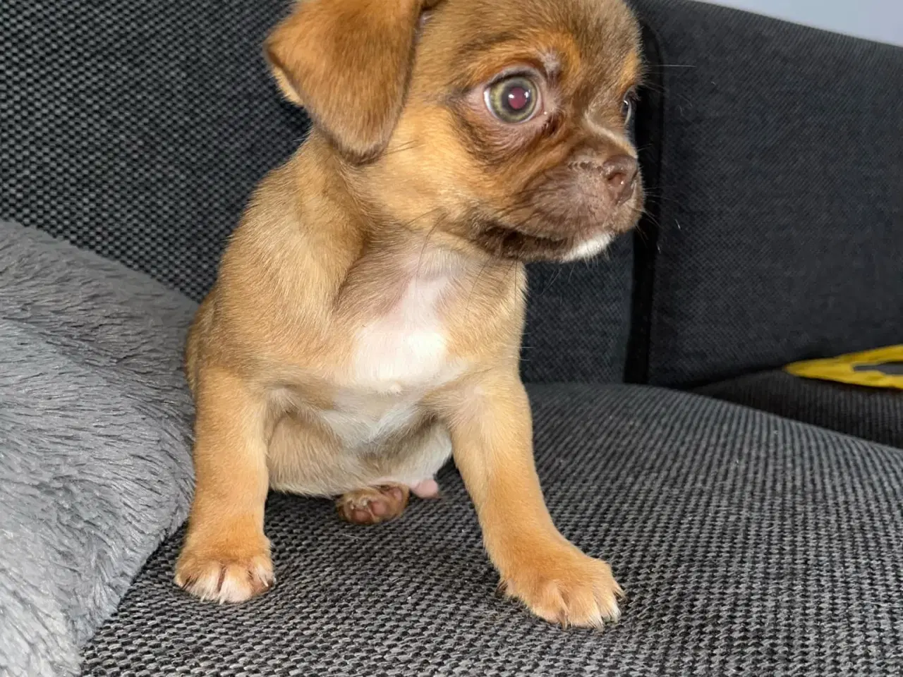 Billede 6 - Mops mix hvalpe