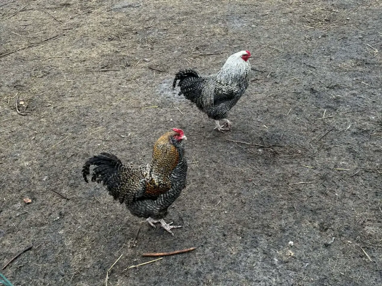 Billede 2 - Overskuds haner