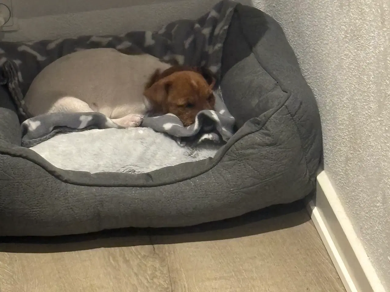 Billede 2 - Jack russel tæve 