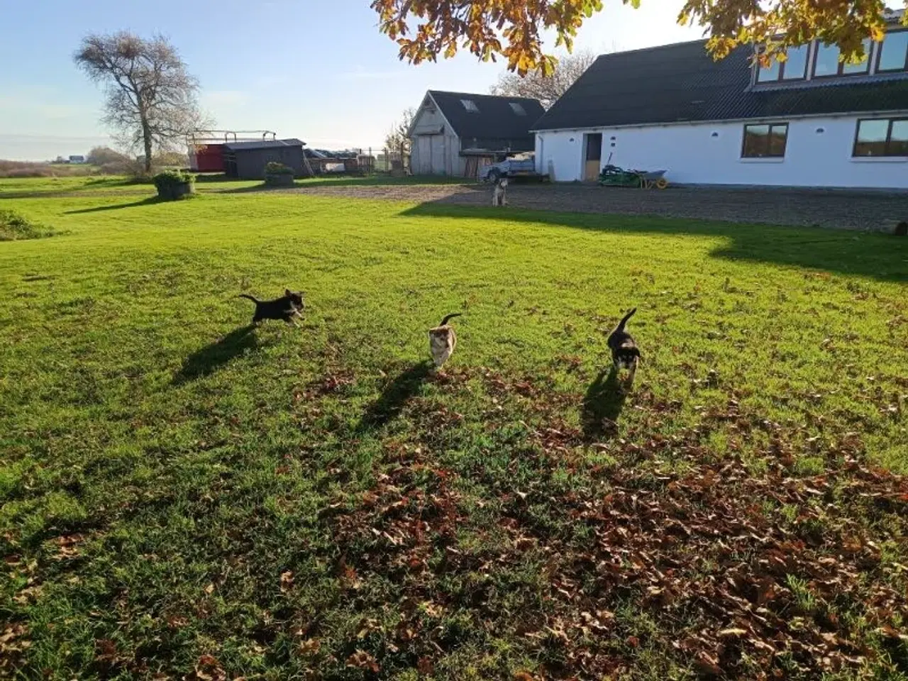 Billede 11 - Hvalpe mix