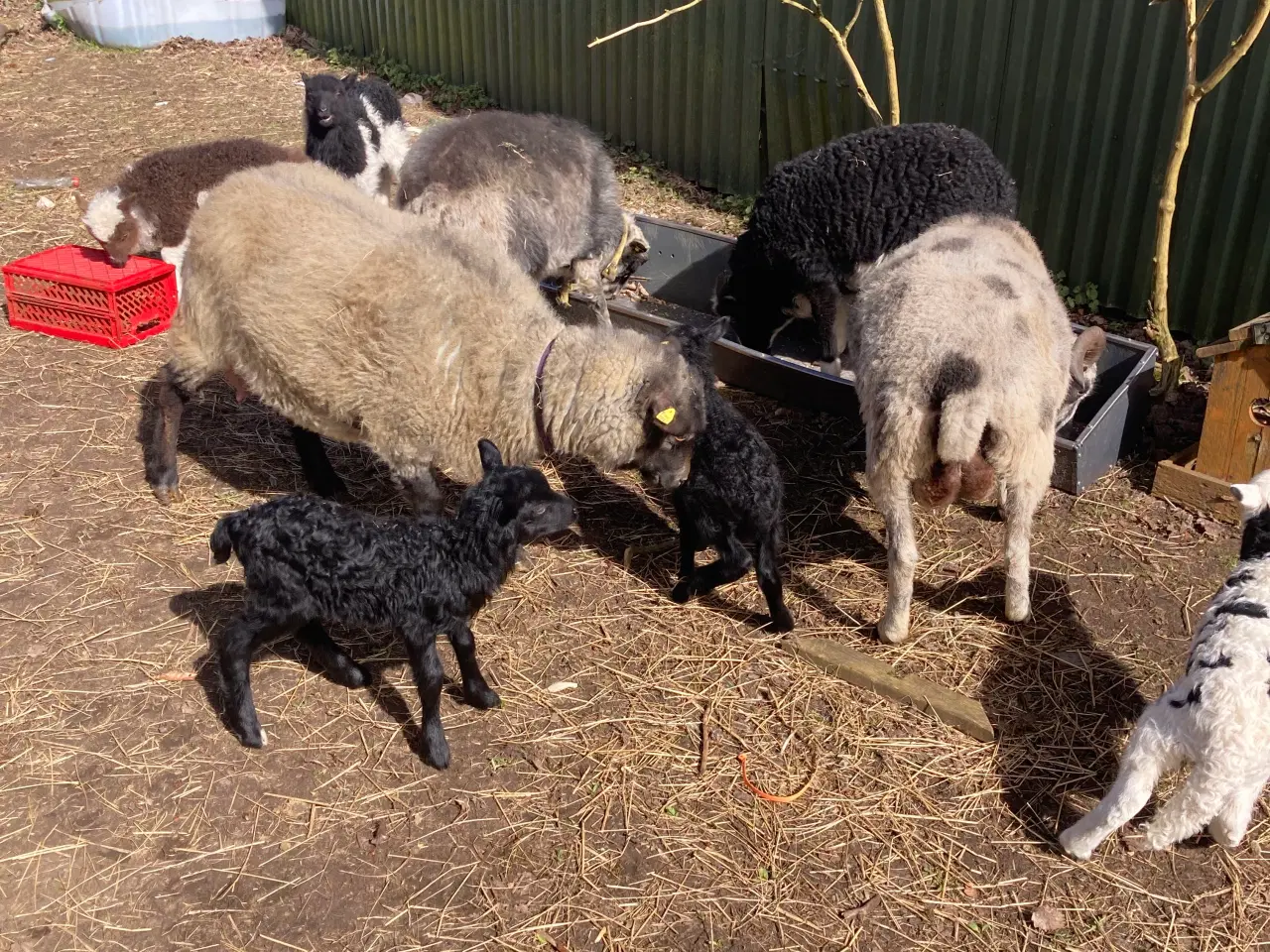 Billede 5 - To gimmer lam Spælsau