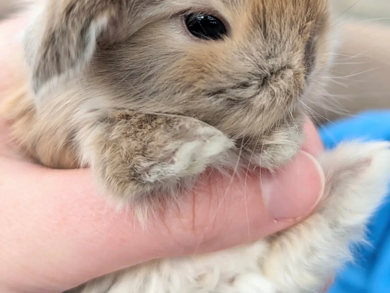 Billede 6 - Minilop kaninunge sælges 