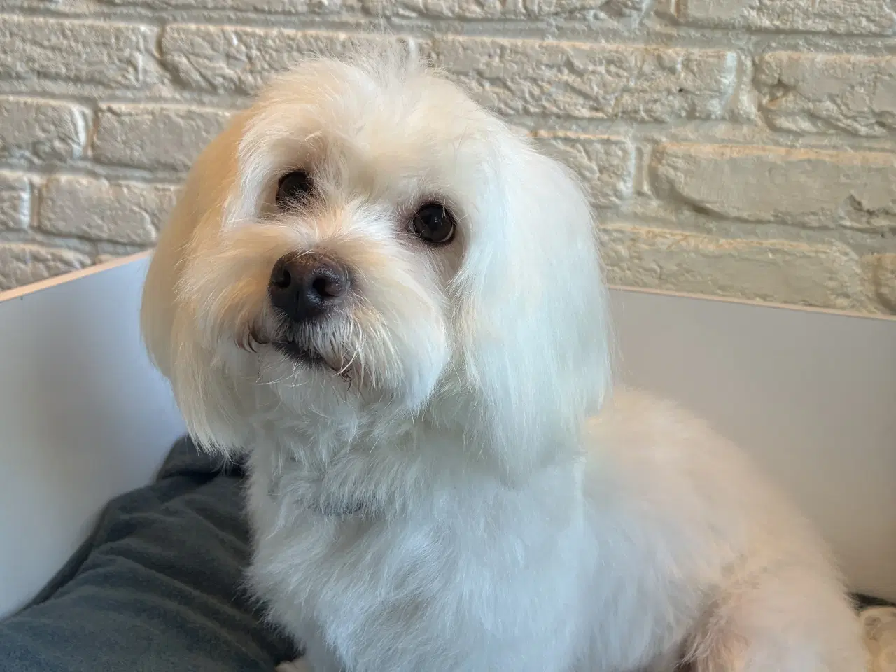 Billede 15 - Søde små Havaton hvalpe