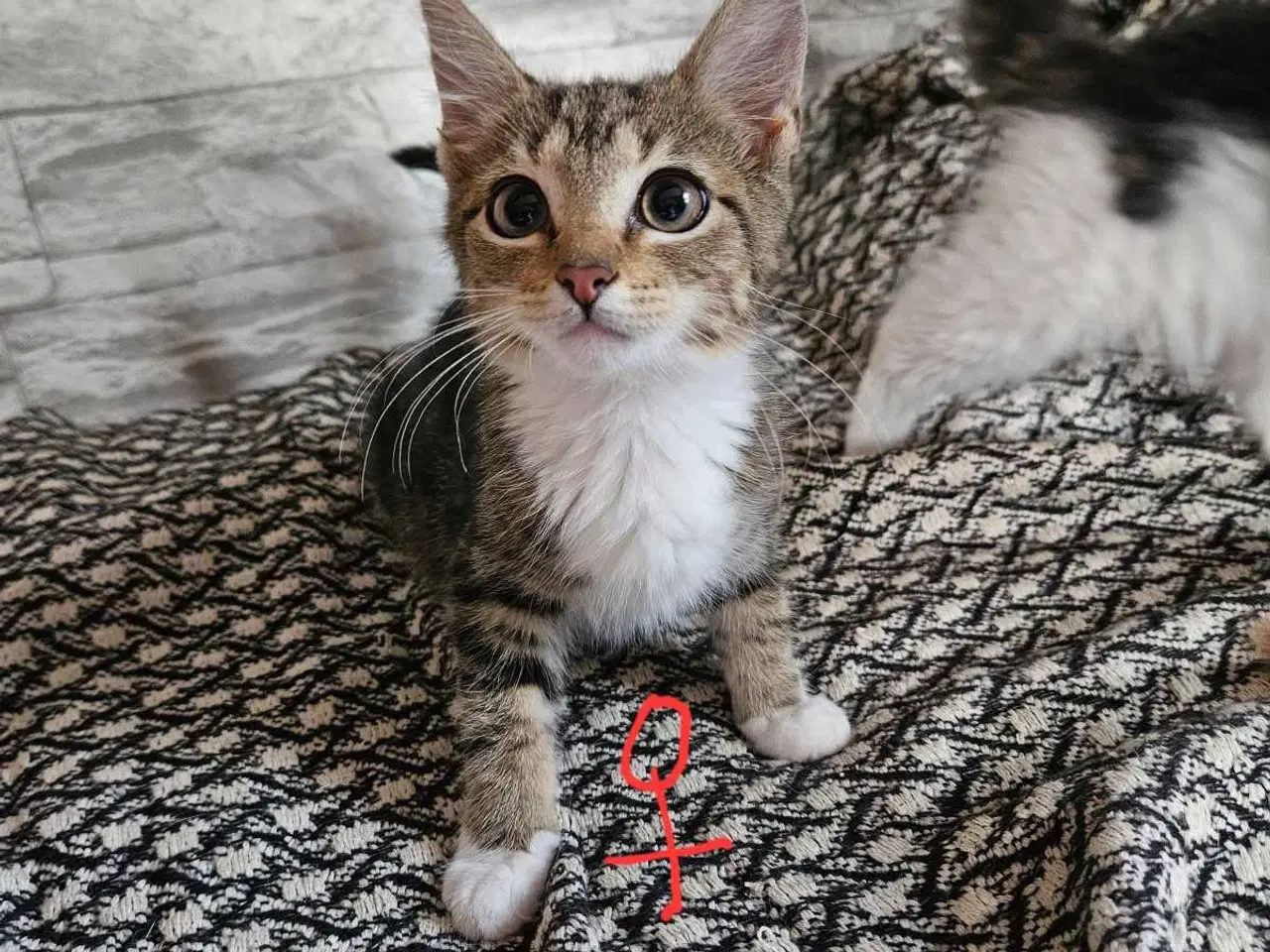 Billede 2 - Killinger