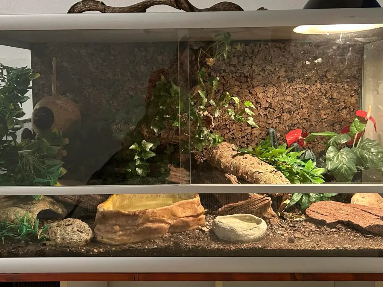 Billede 12 - Smuk strømpebåndssnog incl terrarie