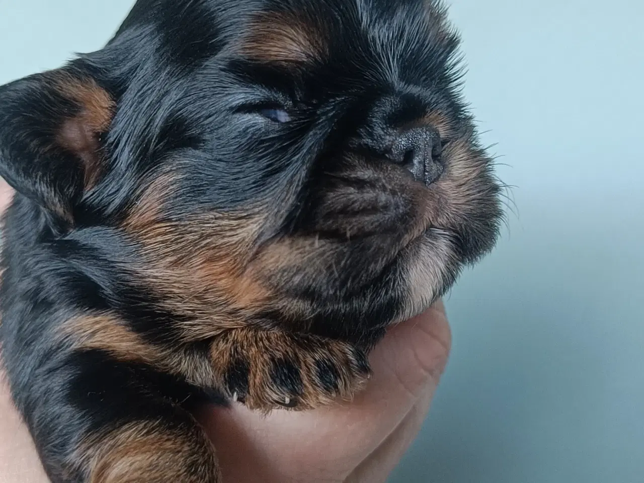 Billede 2 - King Charles Spaniel 