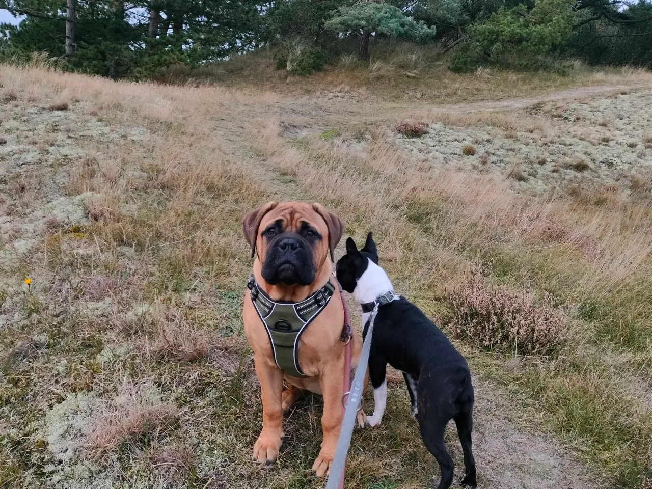 Billede 3 - Bull mastiff med DKK stamtavle