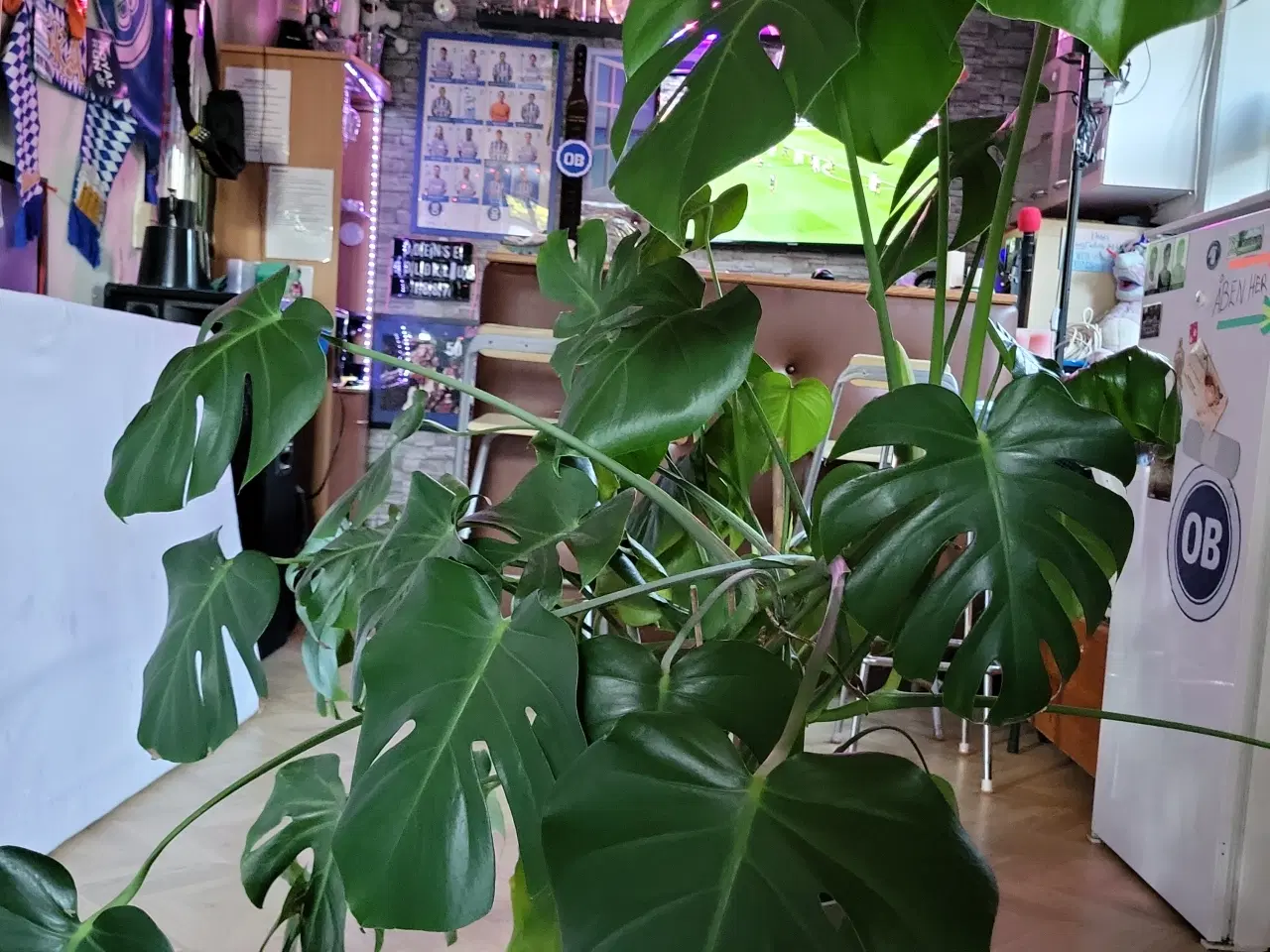 Billede 2 - Stor fingerfilodendron (Monstera Deliciosa)