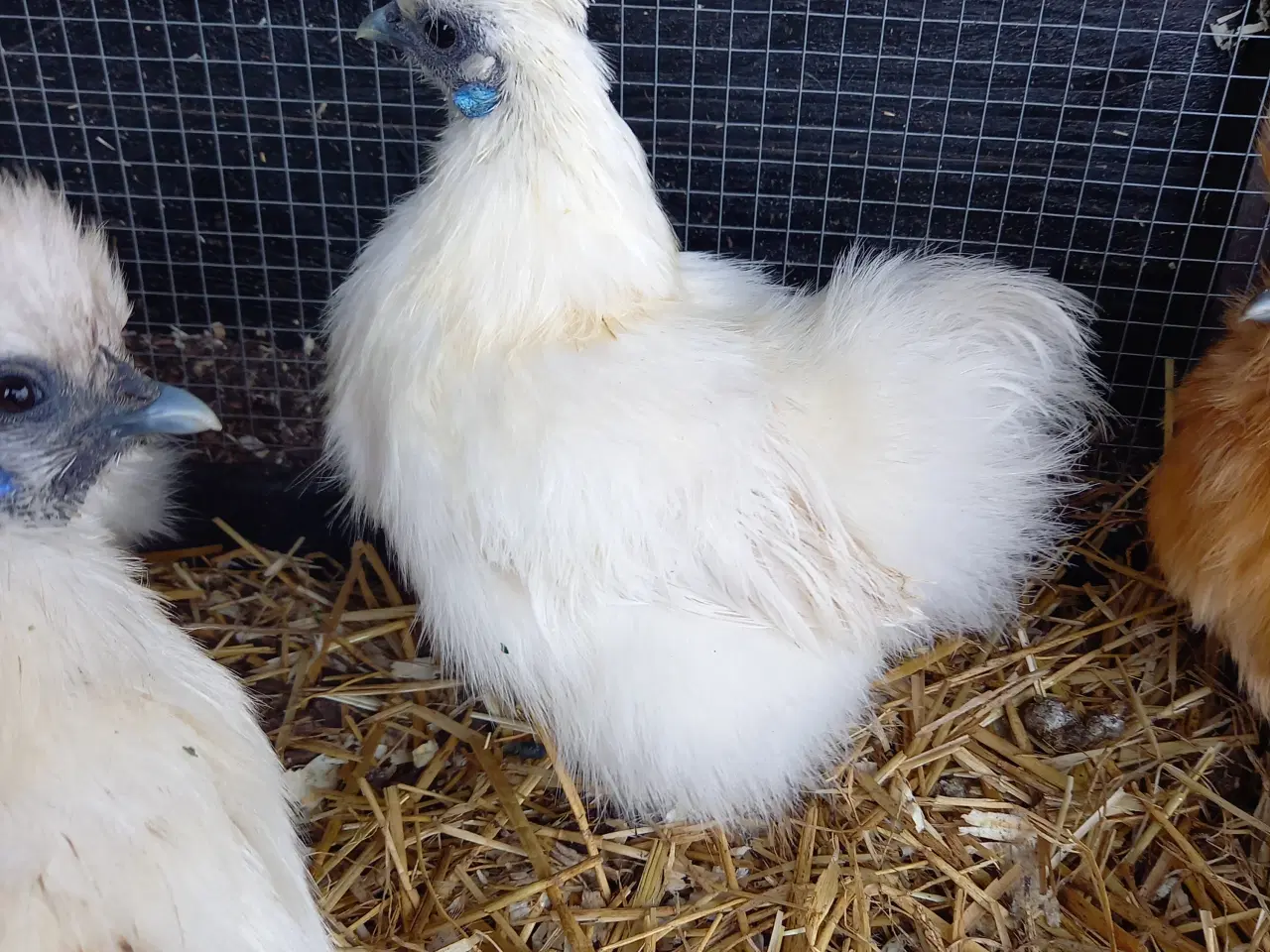 Billede 3 - 15 fine små dværg silkehøns