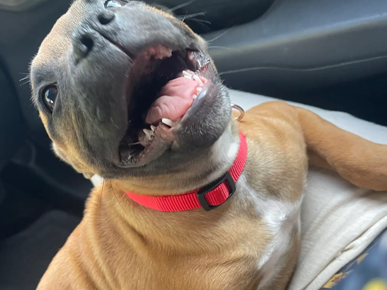 Billede 3 - Hvalp Staffordshire bull terrier