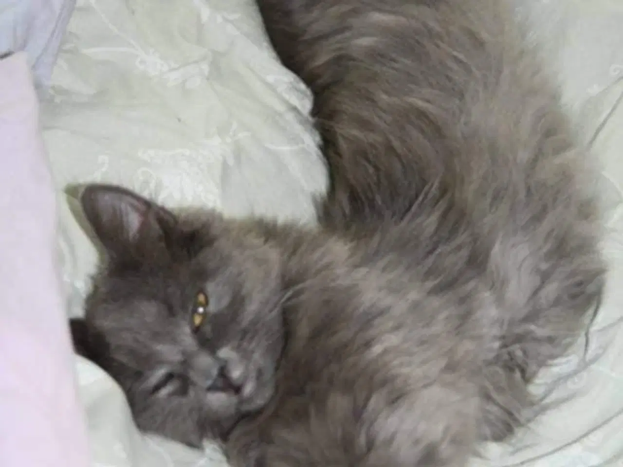 Billede 1 - Ældre hankat søger kærligt hjem