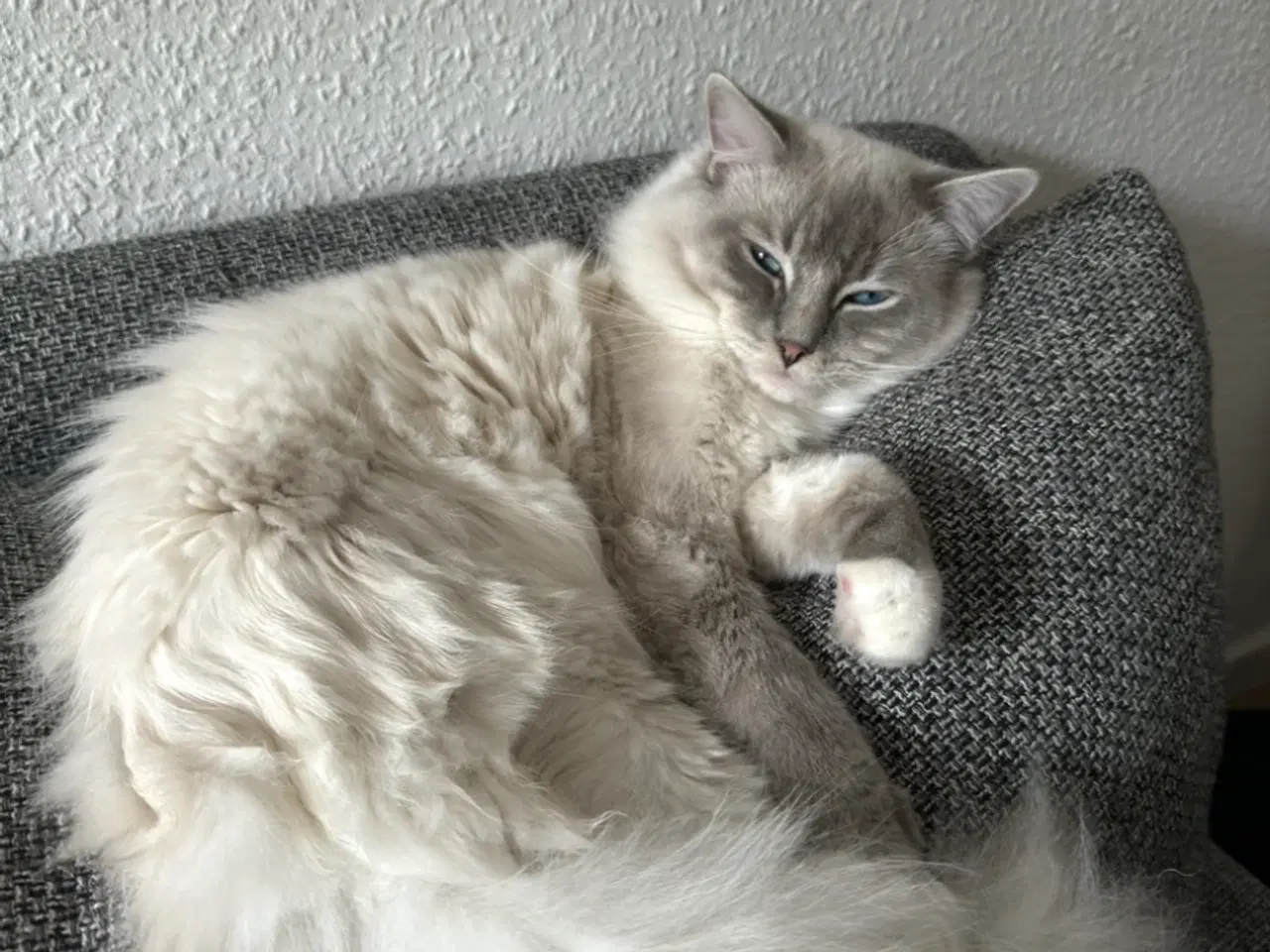 Billede 6 - Ragdolls killinger med speciel baggrund