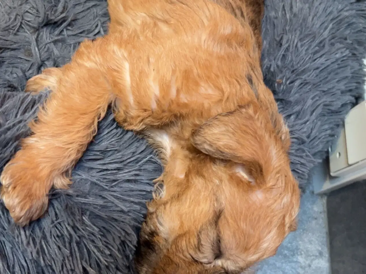 Billede 10 - Irish softcoated Wheaten terrier