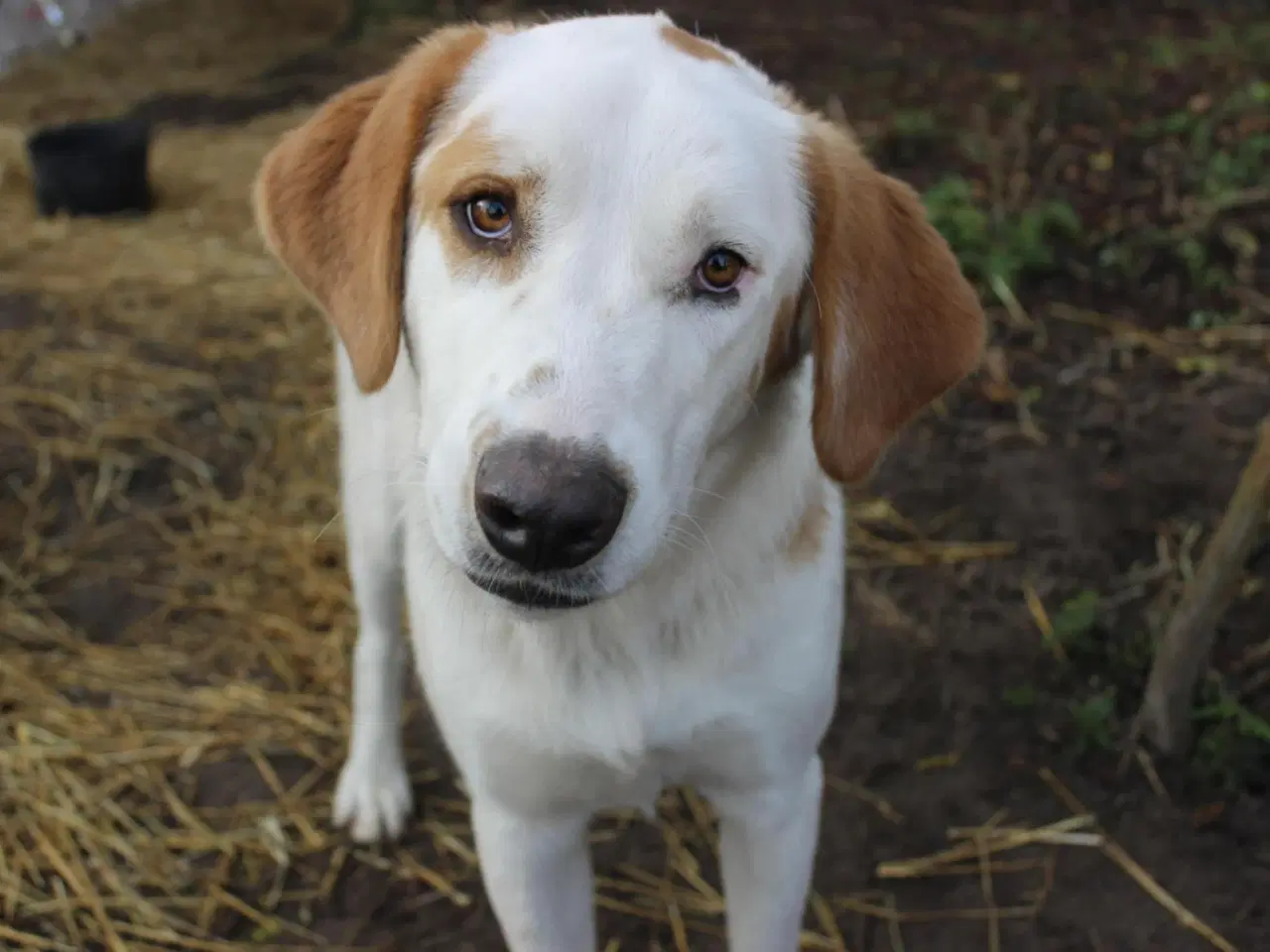 Billede 1 - Smukkeste Falki søger sit helt eget hjem