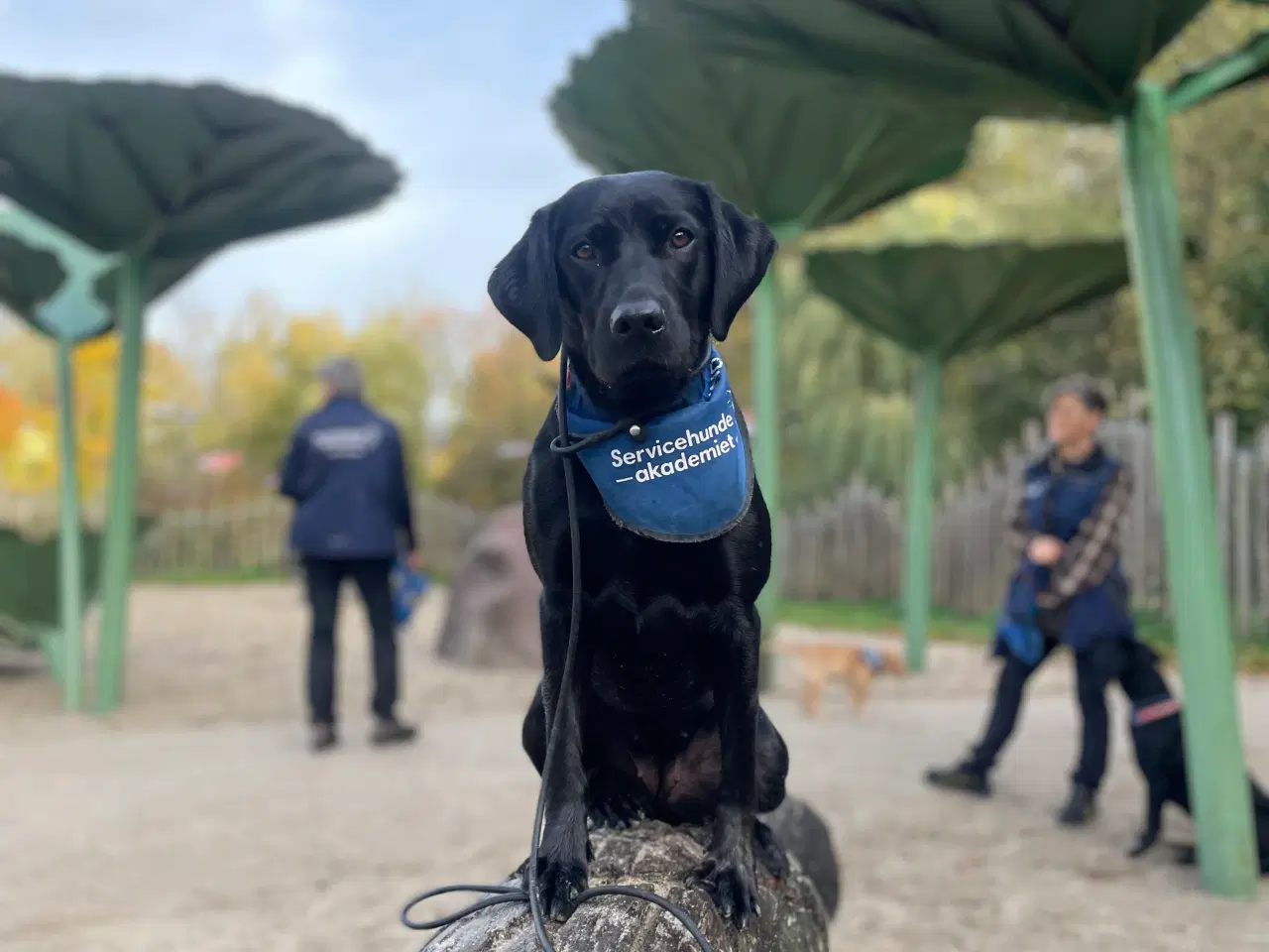 Billede 3 - Tidligere servicehunde-aspirant søger nyt hjem