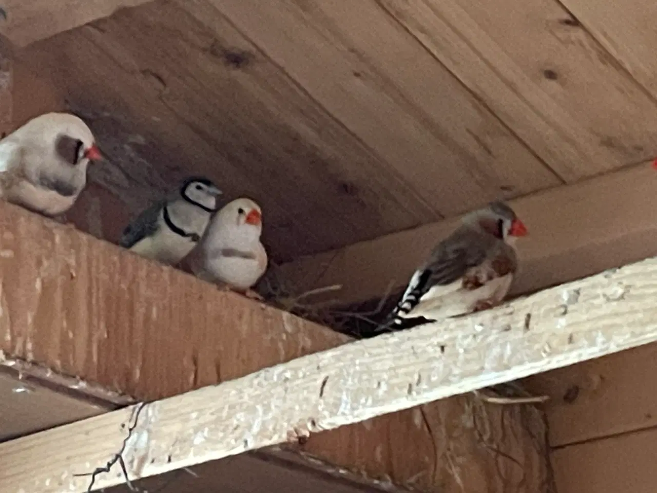 Billede 4 - Zebrafinker sælges til 50kr/par
