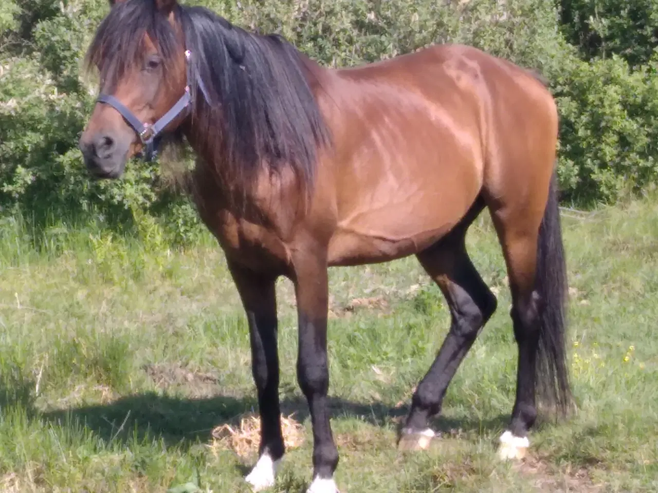 Billede 1 - Arabisk fuldblod Hingst 