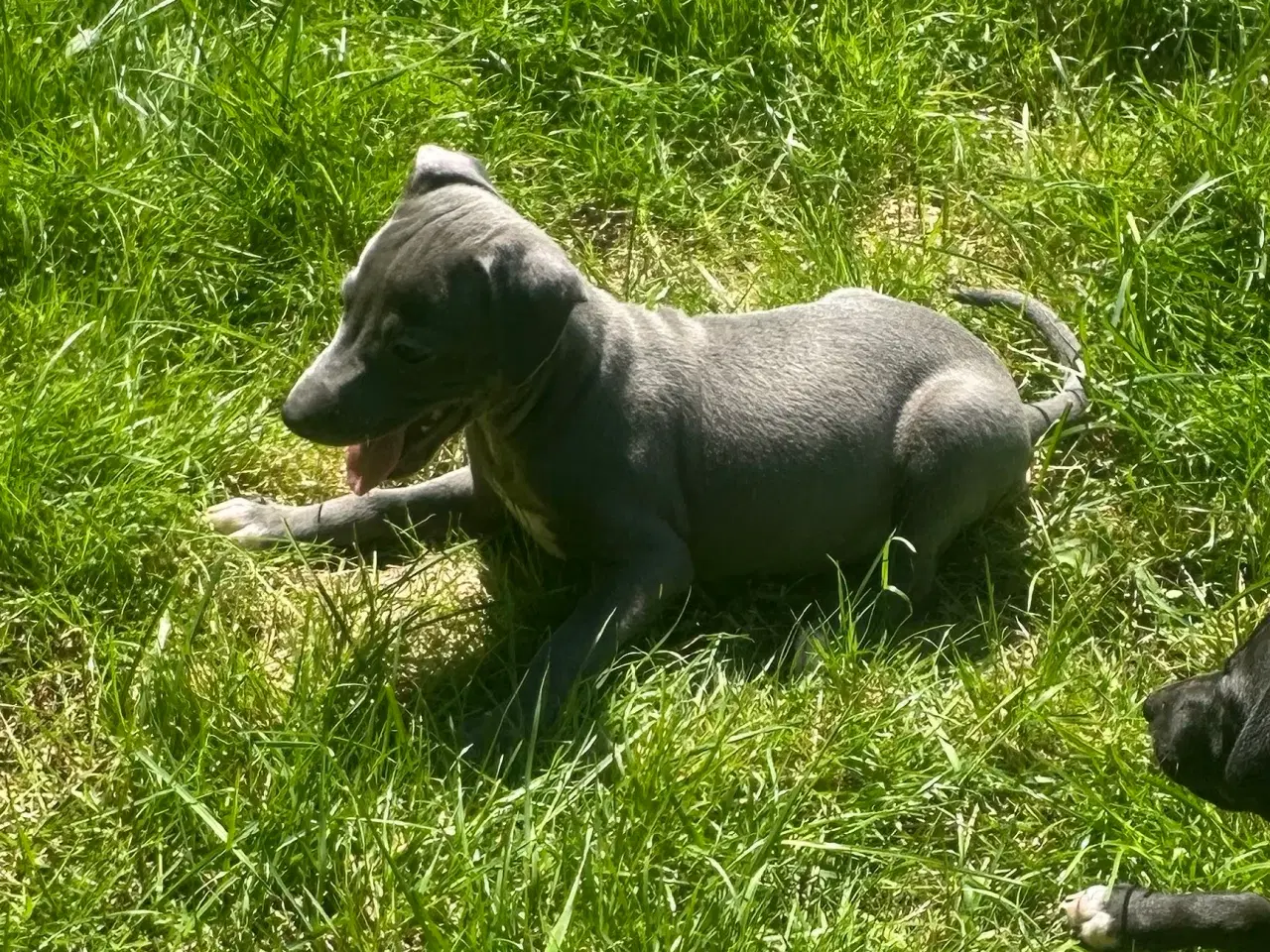 Billede 3 - Italiensk mynde / whippet 