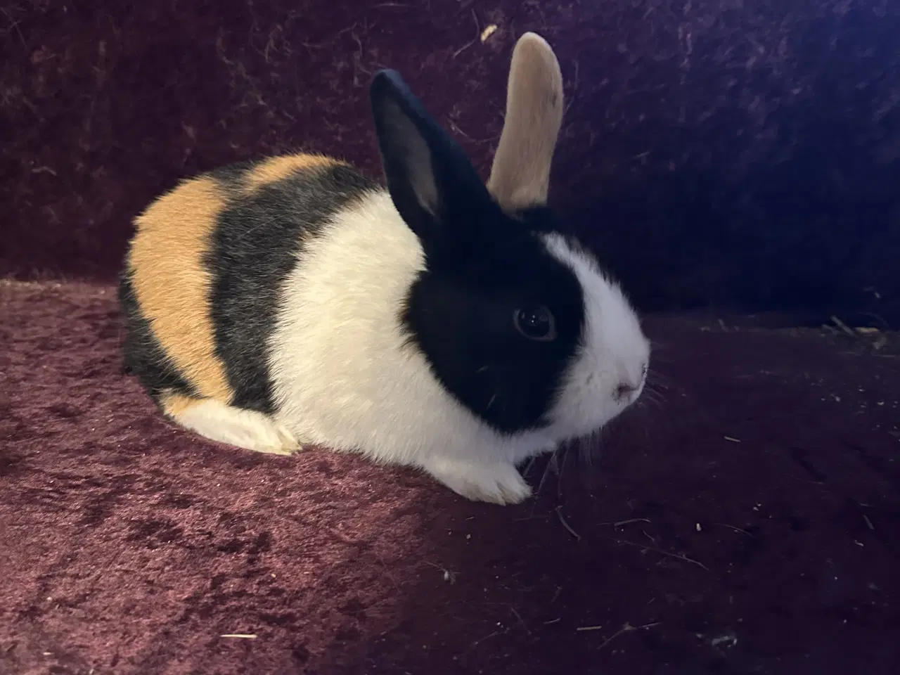 Billede 8 - Hollænder