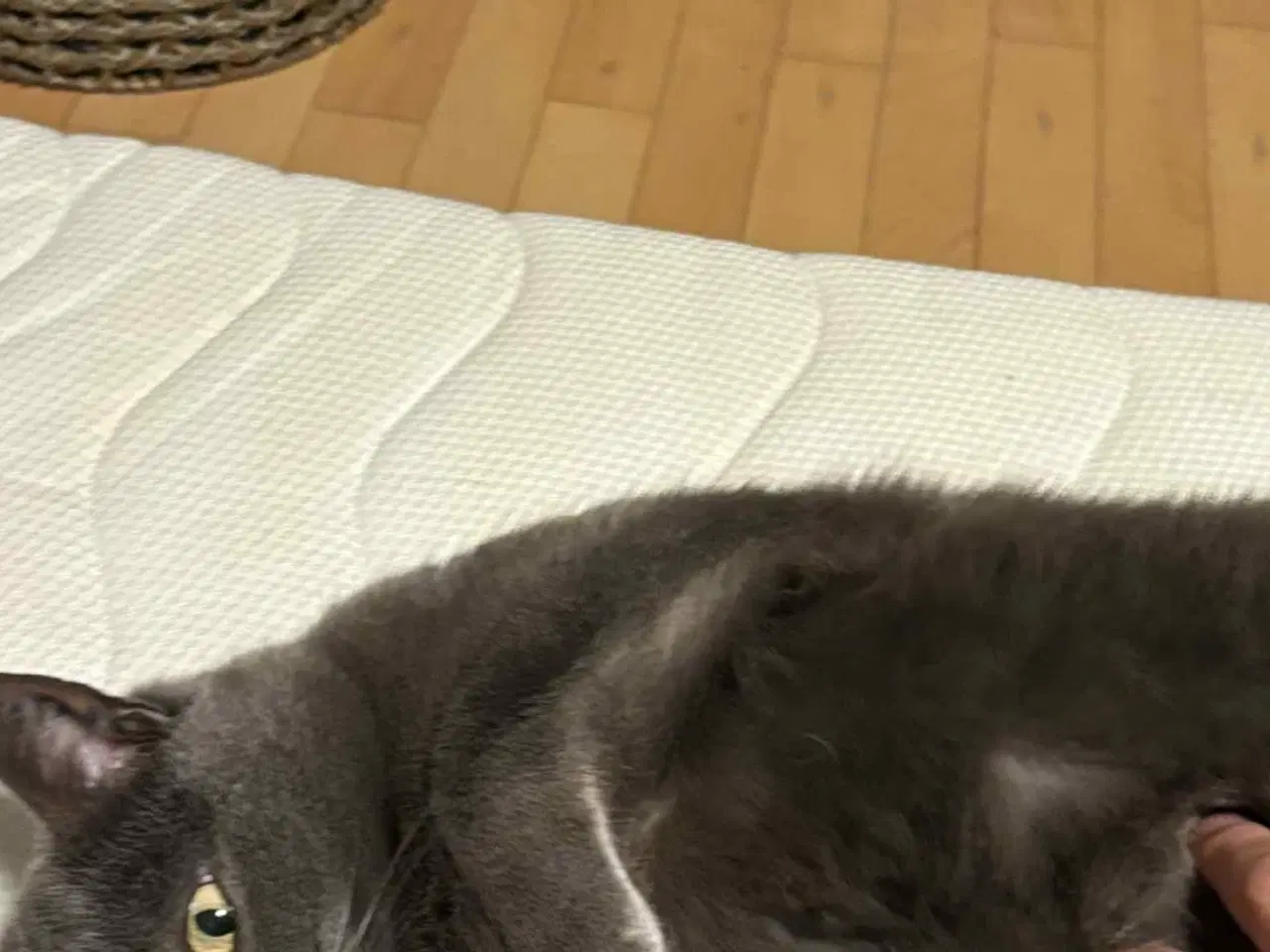 Billede 9 - Russian Blue hunkat